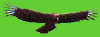 condor.gif (2398 bytes)